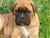 Foto - Triola cane corso